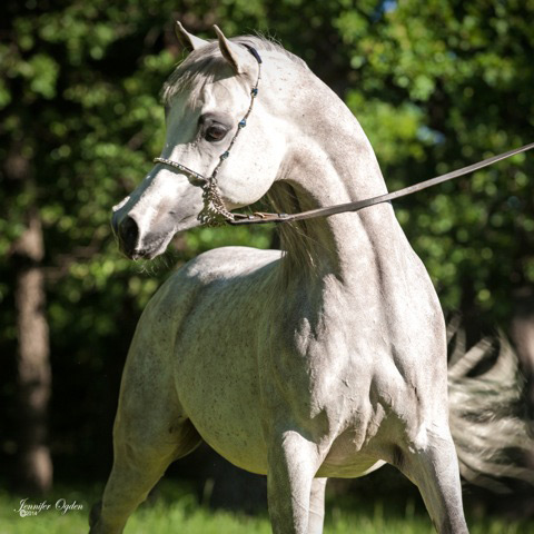 Ansata Sheikh Halim ( Ansata Hejazi x Ansata Samiha )
